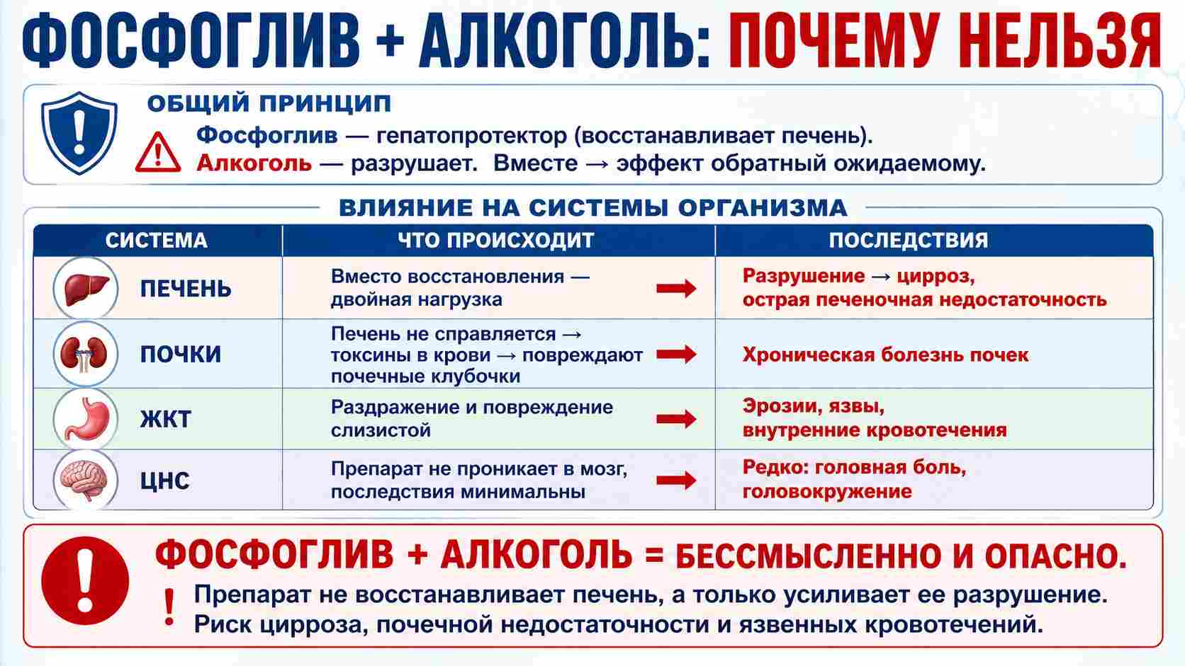 Инфографика о несовместимости гепатопротектора Фосфоглив и алкоголя